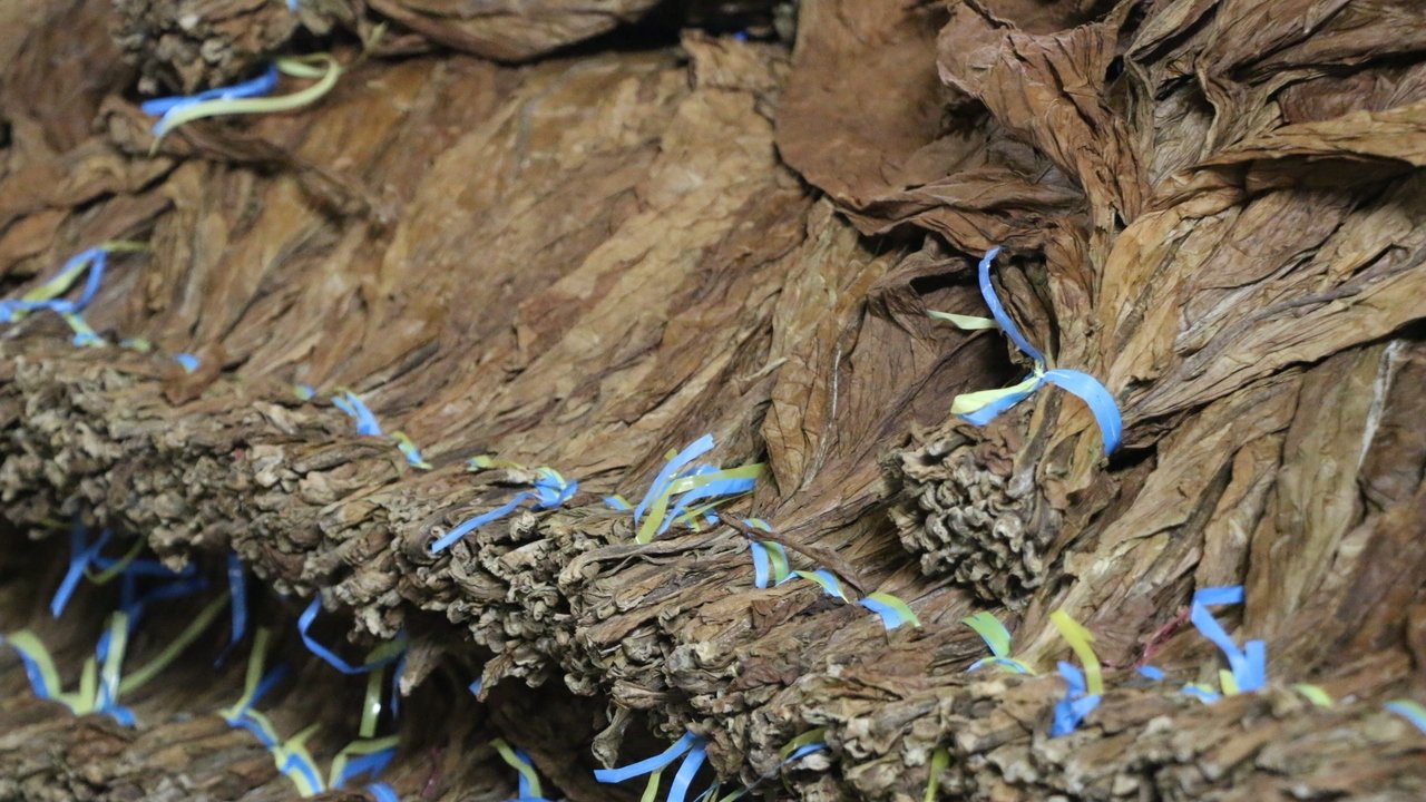Tabak richtig fermentieren