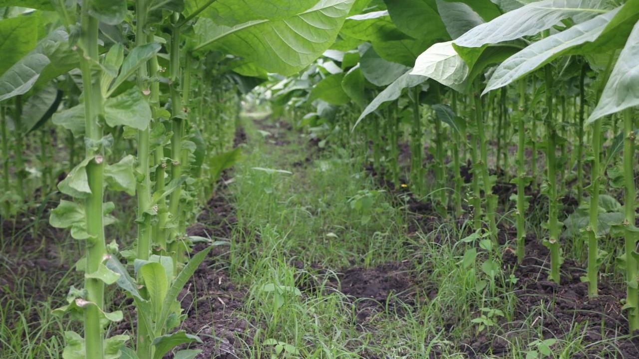 Tabaco - Herkunft und Geschichte des Tabakkonsums